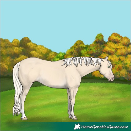 Horse Color:Gold Cream Champagne