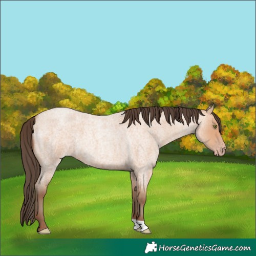 Horse Color:Amber Champagne Roan 