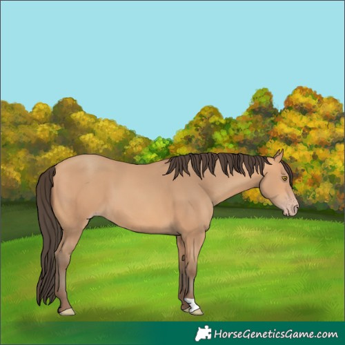 Horse Color:Amber Champagne 