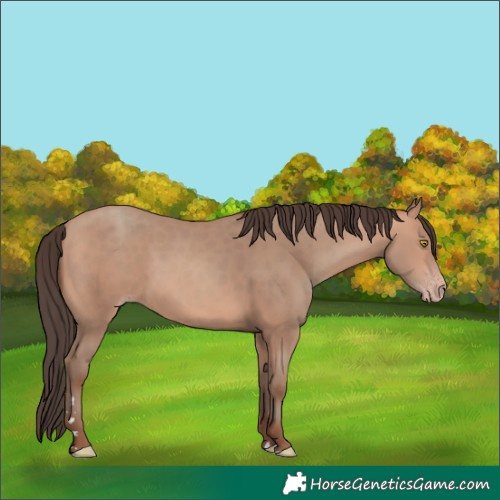 Horse Color:Amber Champagne