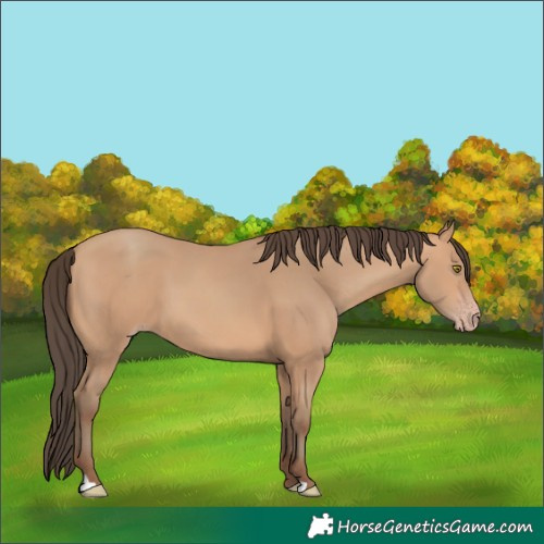 Horse Color:Amber Champagne