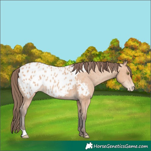 Horse Color:Amber Champagne Appaloosa 