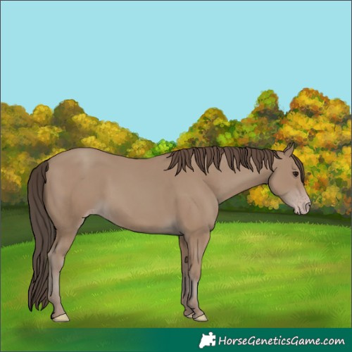 Horse Color:Classic Champagne