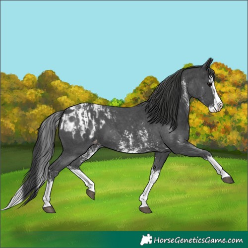 Horse Color:Black Sabino Splash Blanket  and Black Sabino Splash Blanket 
