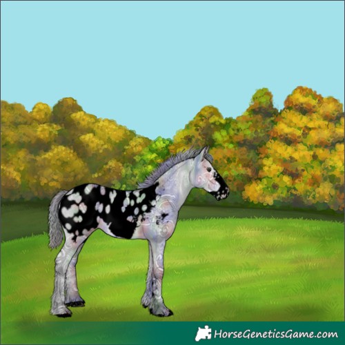 Horse Color:Void Nacre Grullo Chinchilla Ice Frame Near Leopard 