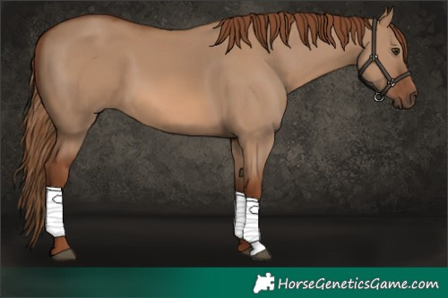 Horse Color:Red Dun