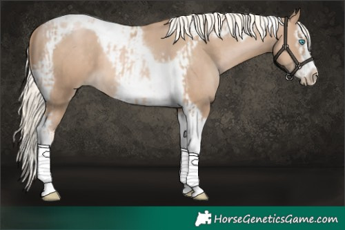 Horse Color:Chocolate Palomino Pearl Tobiano Frame and Chocolate Palomino Pearl Splash Tobiano Frame