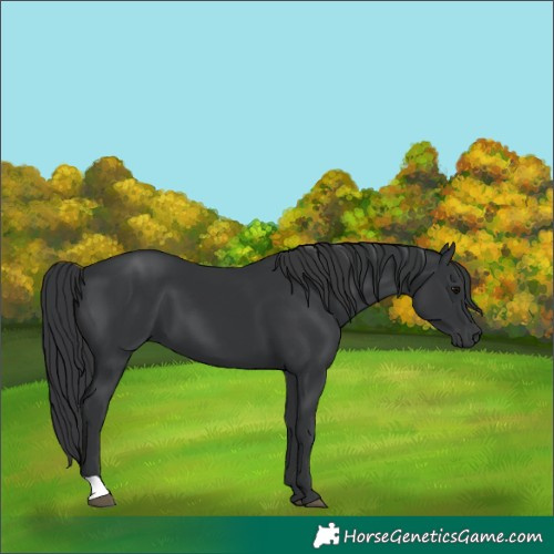Horse Color:Black 