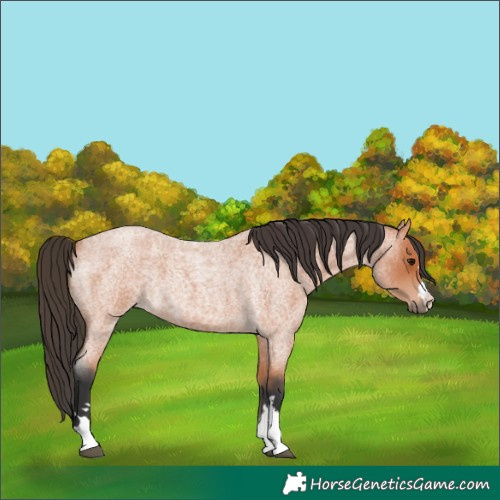 Horse Color:Bay Roan 