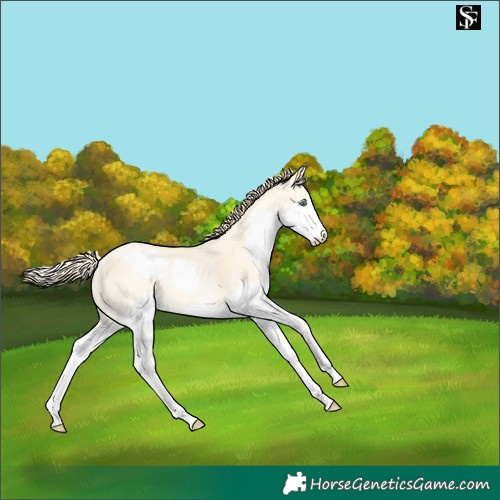 Horse Color:Amber Cream Champagne Pearl Splash