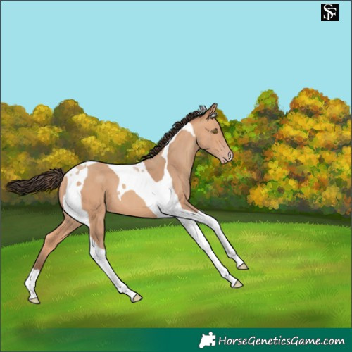Horse Color:Amber Champagne Tobiano
