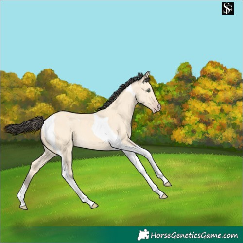 Horse Color:Amber Cream Champagne Tobiano 