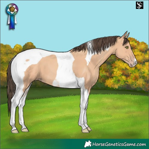 Horse Color:Amber Champagne Tobiano