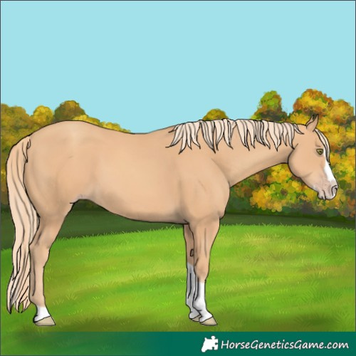 Horse Color:Gold Champagne Splash Tobiano
