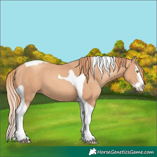 Horse Color:Gold Champagne Splash Tobiano 