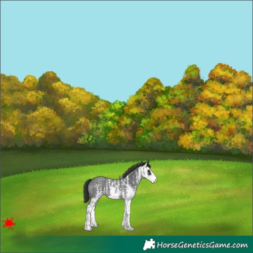 Horse Color:White Spotted Blue Roan