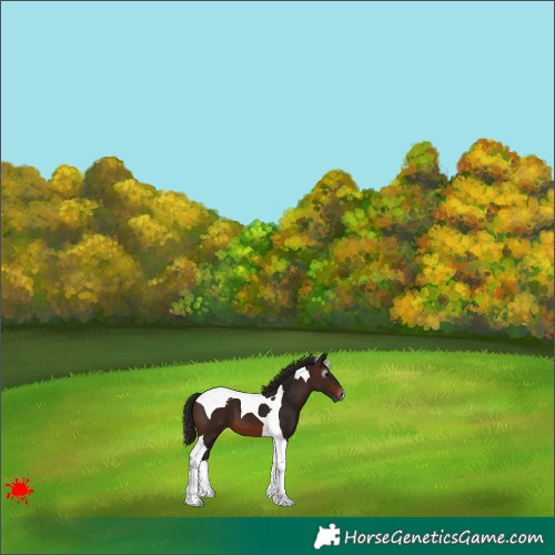 Horse Color:Gray Bay Tobiano Appaloosa