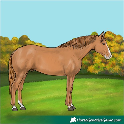 Horse Color:Chestnut Splash