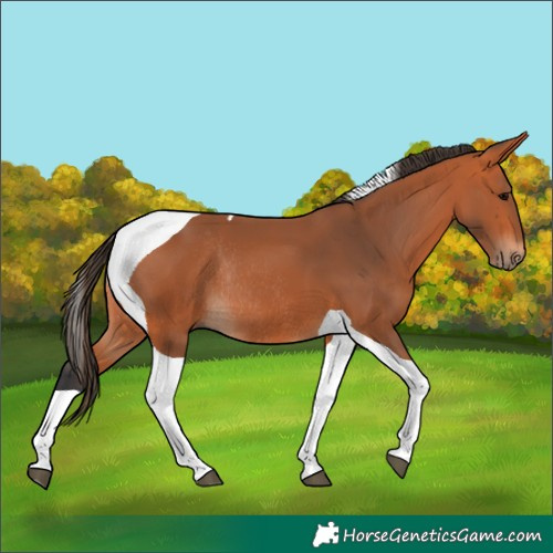 Horse Color:Bay Tobiano Rabicano 