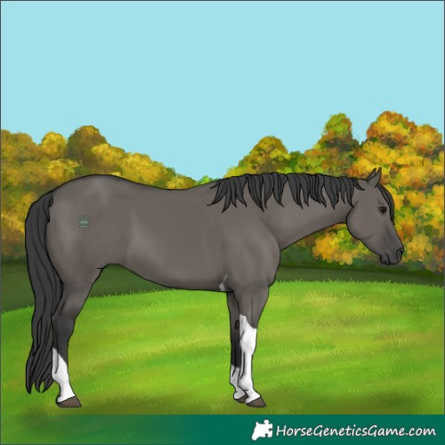 Horse Color:Grullo Tobiano