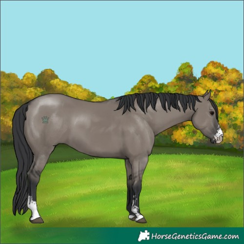 Horse Color:Grullo Sabino