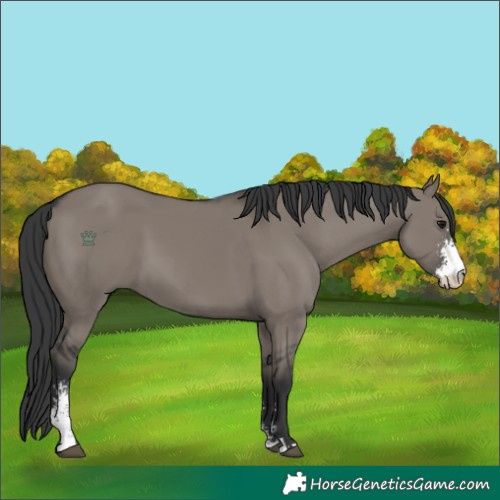 Horse Color:Grullo Sabino