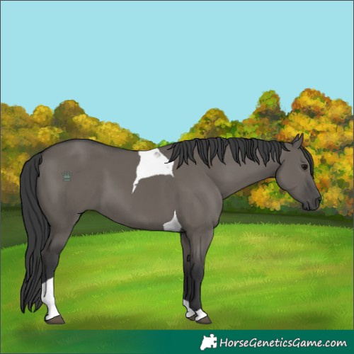 Horse Color:Grullo Tobiano