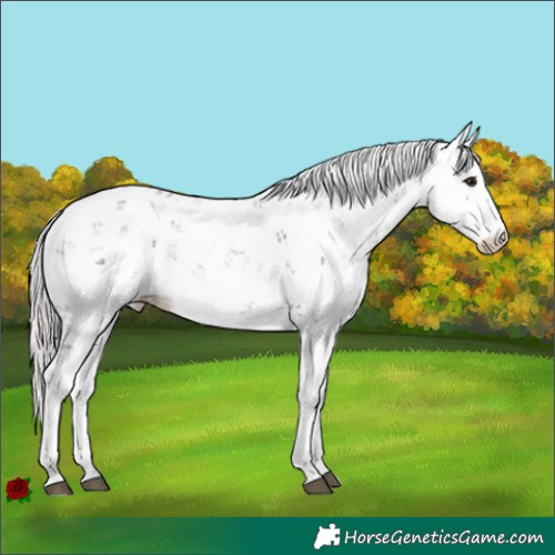 Horse Color:Silver Brown Sabino 