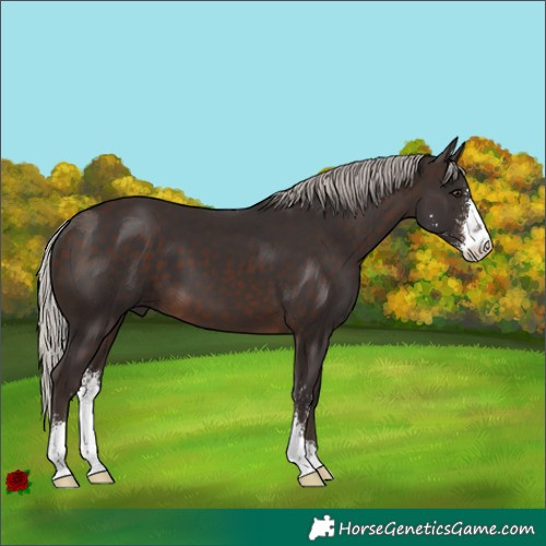 Horse Color:Silver Brown Sabino