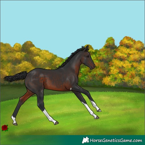 Horse Color:Brown Tobiano 