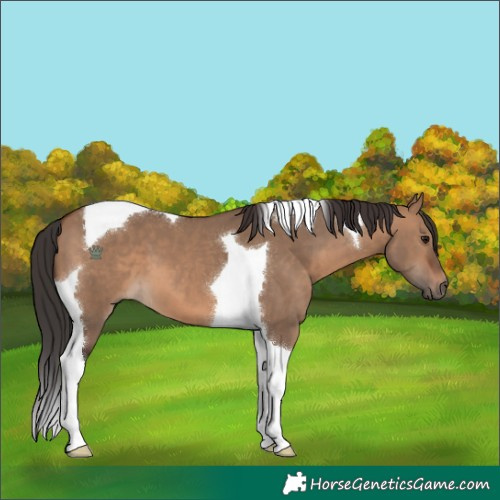 Horse Color:Brown Dun Tobiano