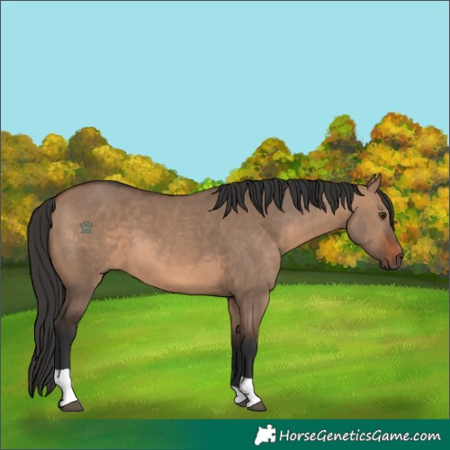 Horse Color:Brown Dun Tobiano Rabicano
