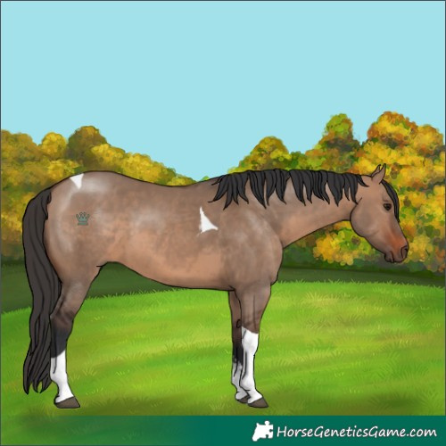 Horse Color:Brown Dun Sabino Tobiano