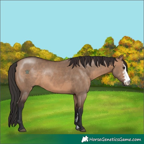 Horse Color:Brown Dun Sabino Rabicano 