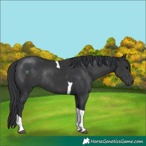 Horse Color:Black Tobiano Rabicano