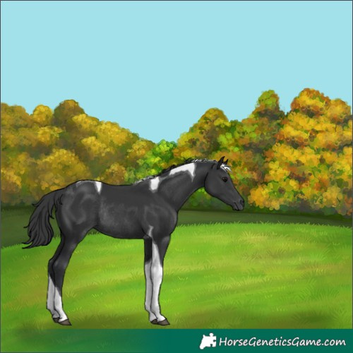 Horse Color:Black Tobiano Rabicano