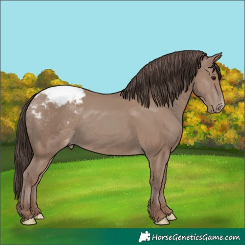Horse Color:Classic Champagne Appaloosa 