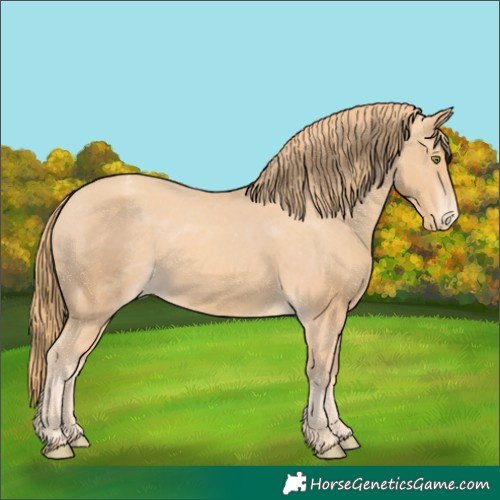 Horse Color:Gold Champagne Appaloosa