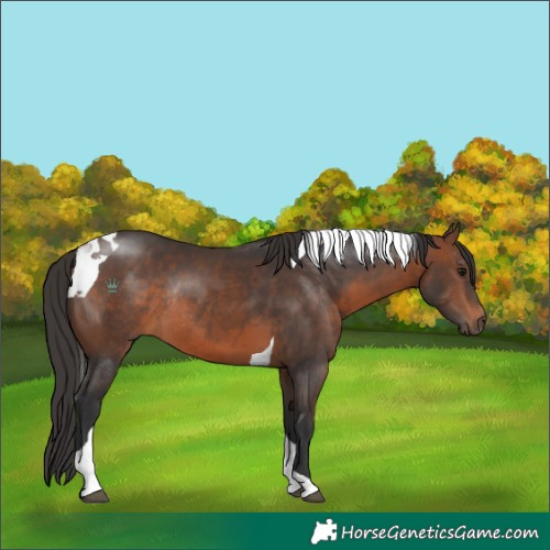 Horse Color:Brown Tobiano Rabicano