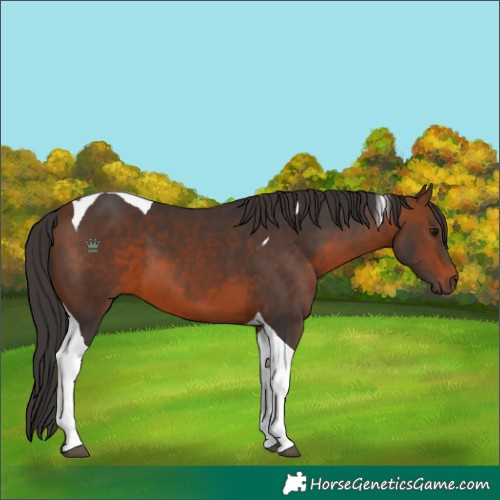 Horse Color:Brown Tobiano