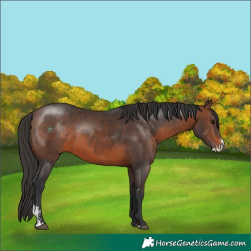 Horse Color:Brown Sabino Rabicano