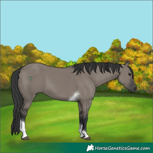 Horse Color:Grullo Tobiano