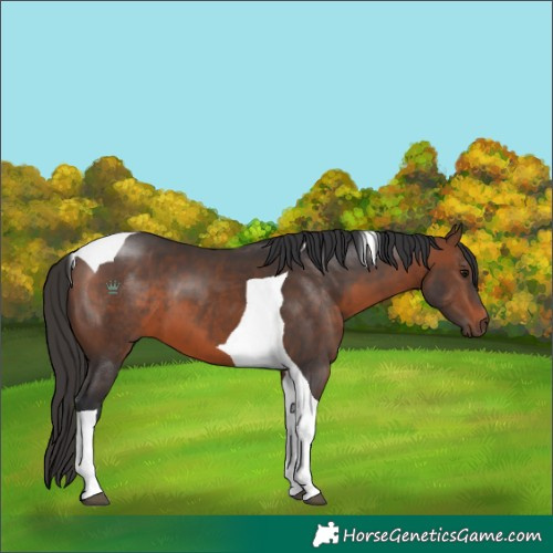 Horse Color:Brown Tobiano 