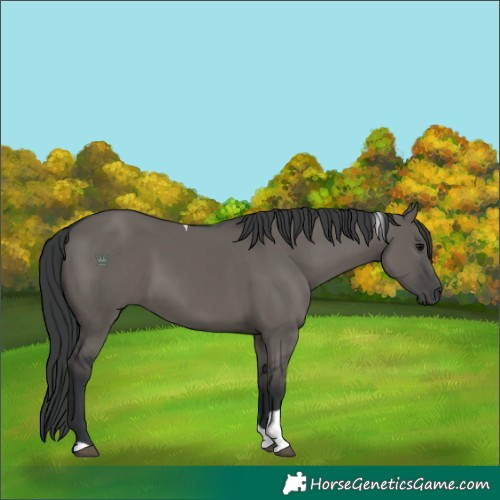 Horse Color:Grullo Tobiano