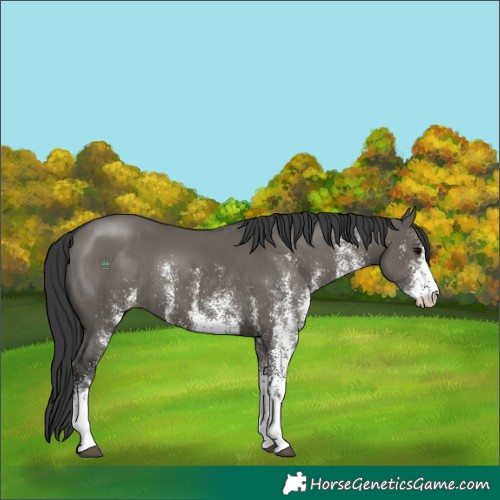 Horse Color:White Spotted Grullo