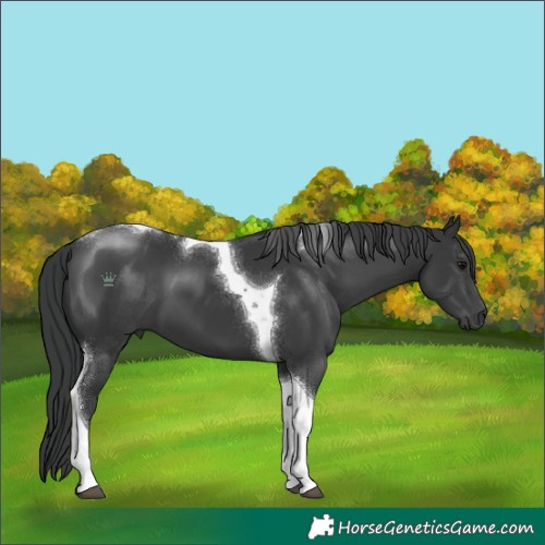 Horse Color:Black Tobiano 