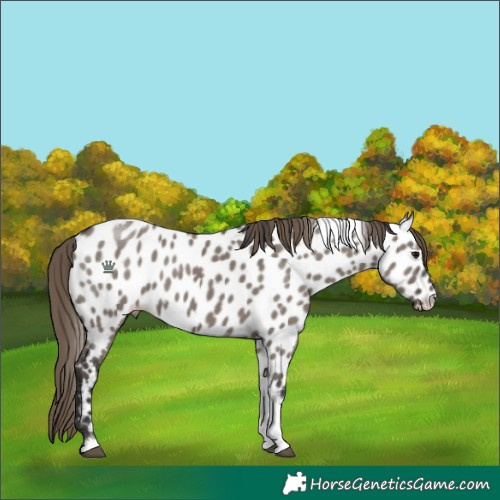 Horse Color:Smoky Grullo Tobiano Near Leopard