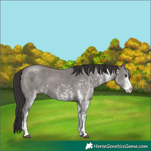 Horse Color:White Spotted Smoky Grullo