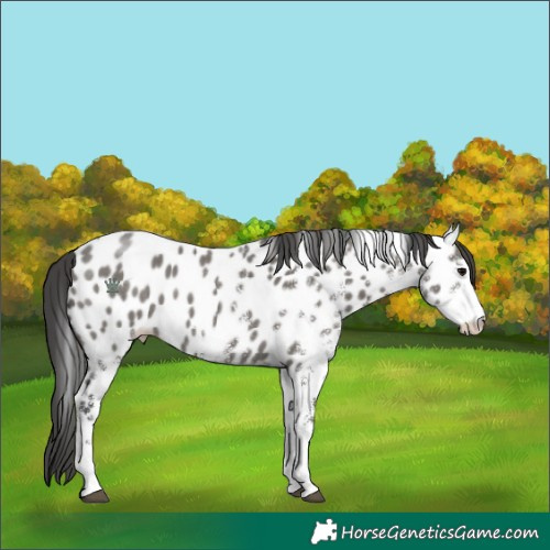 Horse Color:White Spotted Grullo Near Leopard