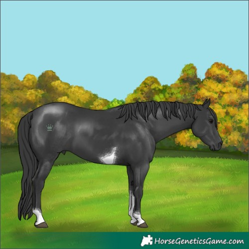 Horse Color:Black Tobiano